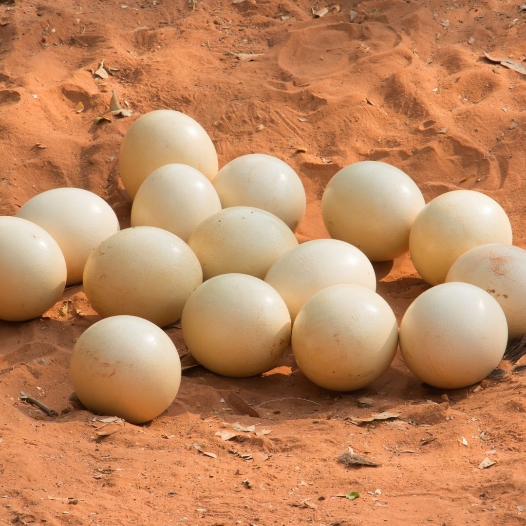 Ostrich%20Eggshell