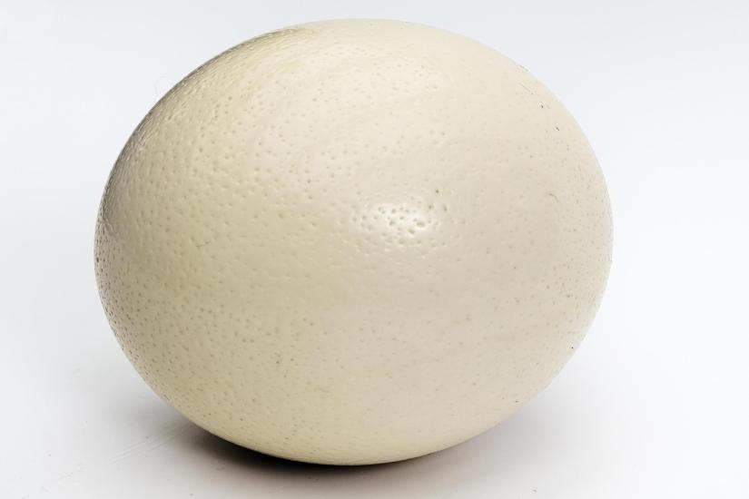 Spider Repellent Ostrich Egg