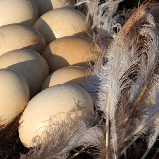 Hatching Ostrich Eggs