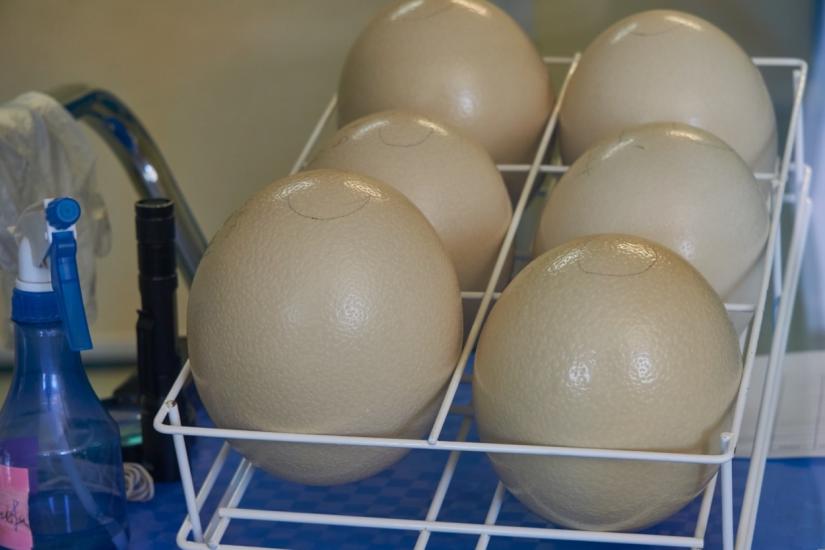 Hatching Ostrich Eggs